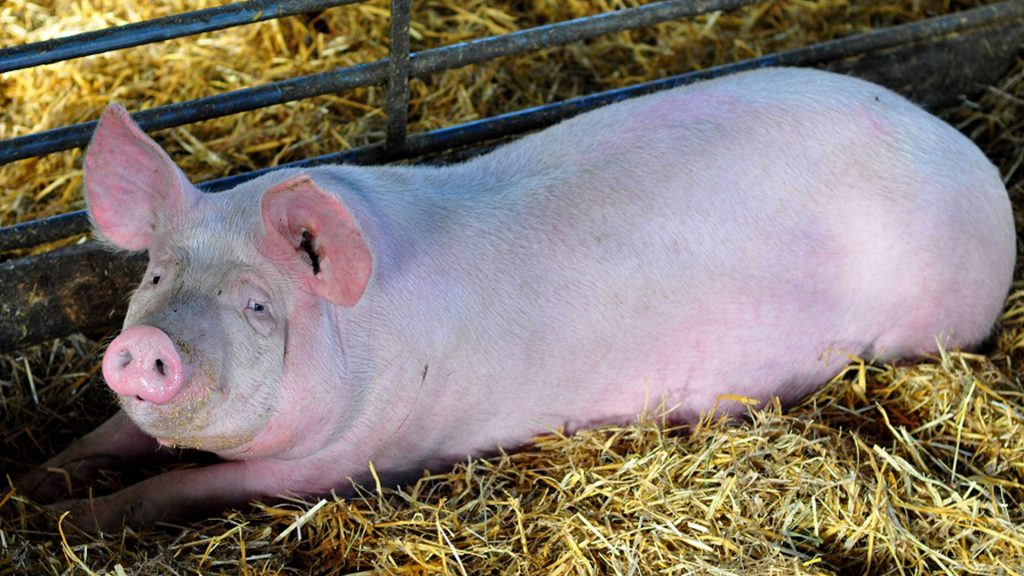 vente directe porc fermier Mornant